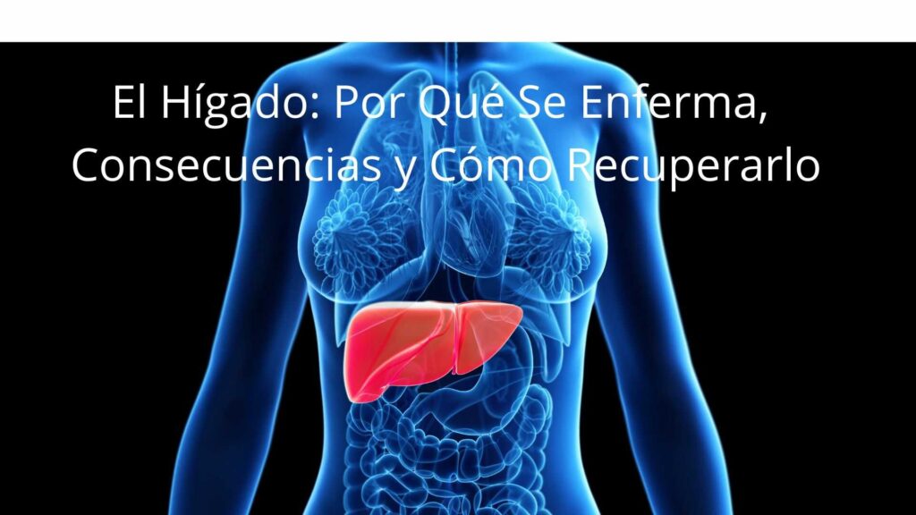 El Hígado: Por Qué Se Enferma, Consecuencias y Cómo Recuperarlo el hígado por qué se enferma, consecuencias y cómo recuperarlo optimized